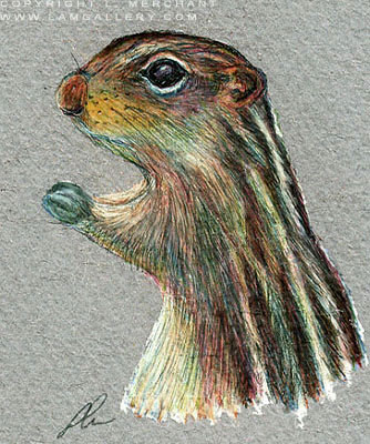 7-Striped Ground Squirrel, Colored Pencil on Strathmore Art Paper, 3x4, 2004.