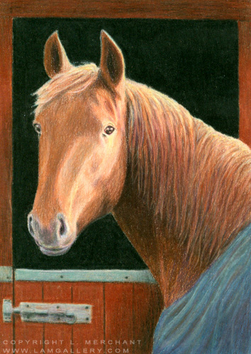 Chestnut, Colored Pencil on Stonehenge paper, 5x7, 2005.