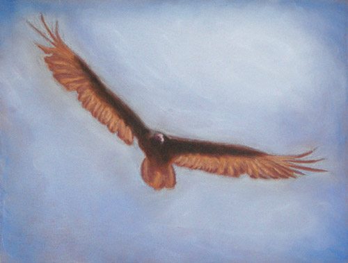 Buzzard in Flight, Soft Pastel on Colorfix Paper, 9x12, 2006.