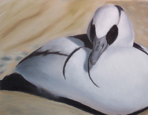 White Merganser, Soft Pastel on Colorfix Paper, 9x12, 2006.