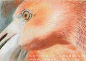 Pink Flamingo, Colored Pencil, 2006.