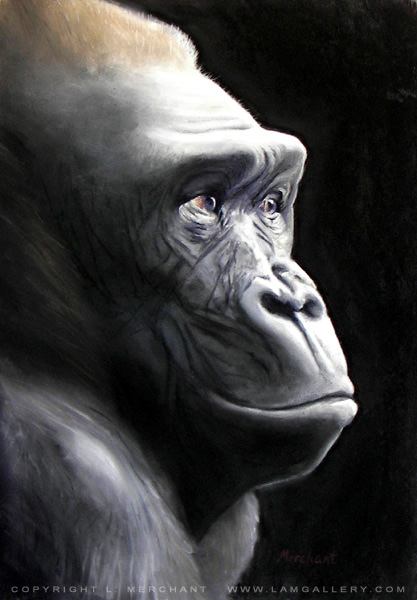 Gorilla, Soft Pastel on Wallis Paper, 12x18, 2006.