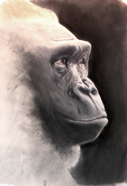 Gorilla, Soft Pastel on Wallis Paper, 12x18, 2006.