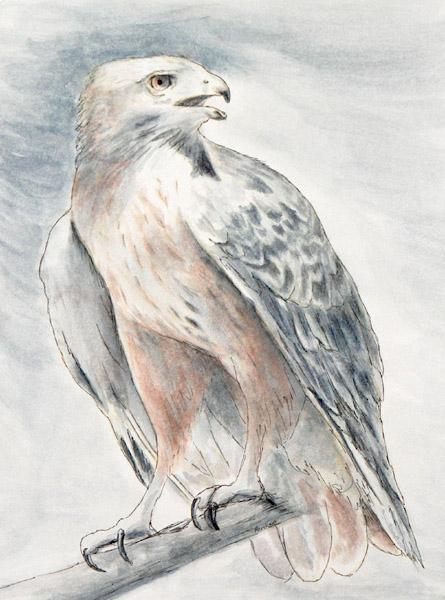 Redtail Hawk, Watercolor, 9x12, 2006.