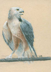 Redtail Hawk, Colored Pencil, 2006.