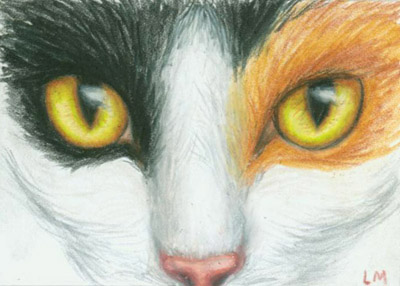 Calico Cat Eyes, Colored Pencil, 2007.