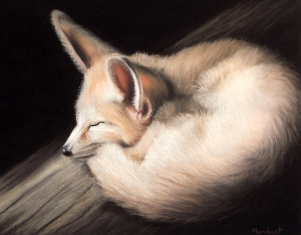Kit Fox, Soft Pastels on La Carte Paper, by Linda Merchant, 2007.