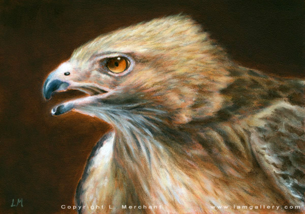 Hawk, Oils, 5x7, 2007.