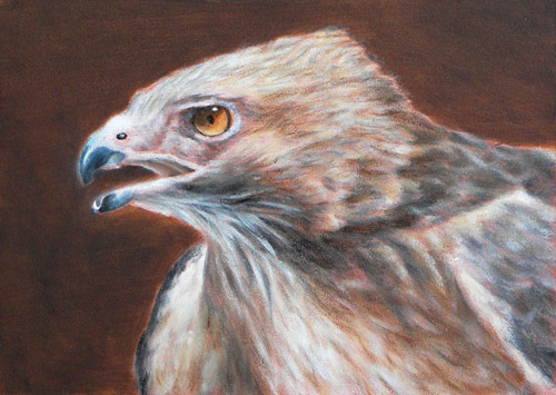 Hawk, Oils, 5x7, 2007.