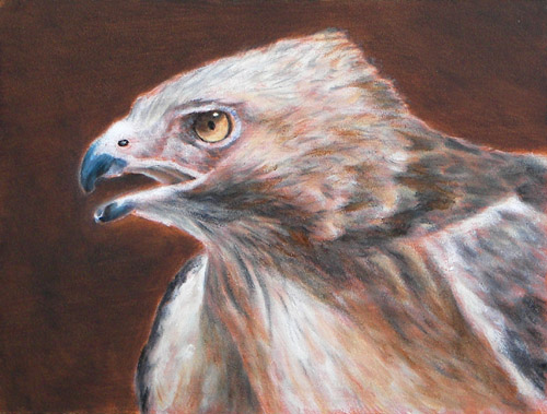 Hawk, Oils, 5x7, 2007.