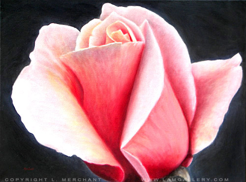 Rose Macro, Oils, 18x24, 2007.