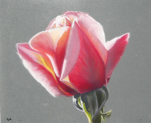 Rose Pastel, Soft Pastel on La Carte, 9x11, 2007.