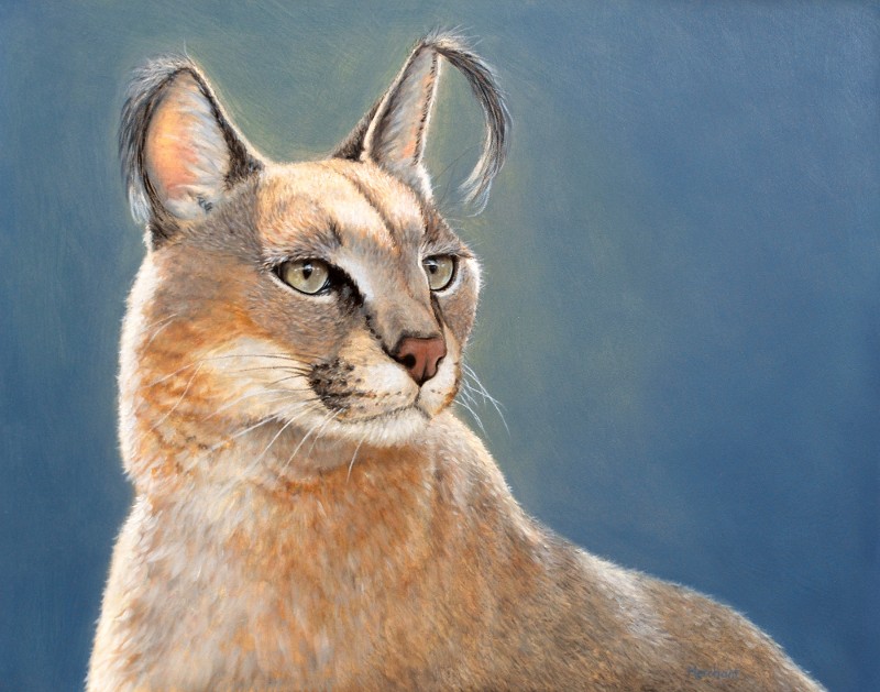 Caracal, Oil, 2010.