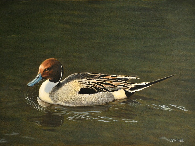 Pintail Drake, Oil, 2010.