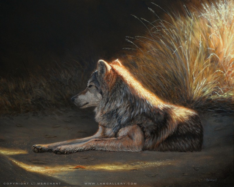 Last Light - Mexican Wolf, Oil, 2011.