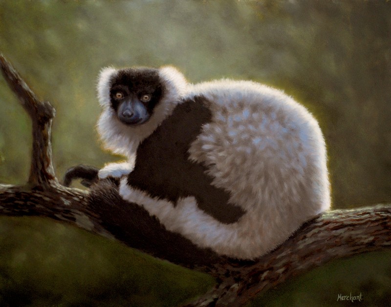 Black and White Ruffed Lemur, Oil on Panel, 12x16, 2012.