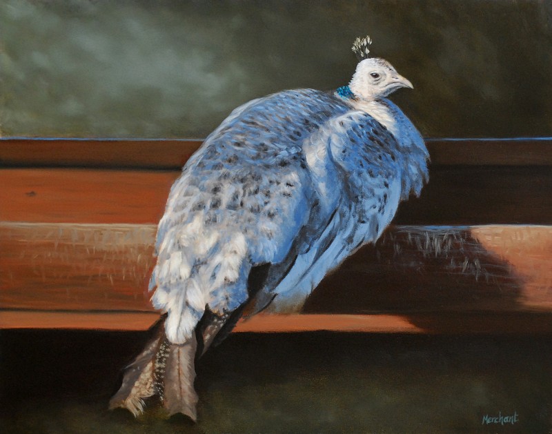 Rustic Elegance - White Peahen, Oil on Panel, 11x14, 2012.