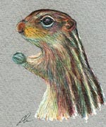 7-Striped Ground Squirrel, Colored Pencil on Strathmore Art Paper, 3x4, 2004.