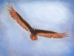 Buzzard in Flight, Soft Pastel on Colorfix Paper, 9x12, 2006.