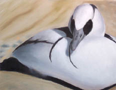 White Merganser, Soft Pastel on Colorfix Paper, 9x12, 2006. 1st Place, Bronze, HVAA - June 2006