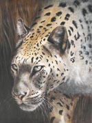 Leopard in the Grass, Acrylics, 16x20, 2006. 3rd Place, HVAA - October 2006