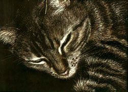 Nala in Repose, Scratchboard, 5x7, 2006.