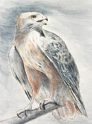 Redtail Hawk, Watercolor, 9x12, 2006.