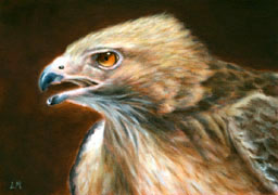 Hawk, Oil on Panel, 5x7, 2007