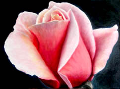 Rose Macro, Oils, 18x24, 2007.