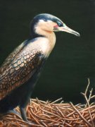 Cormorant, Oil on Panel, 9x12, 2009.