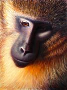 Golden Monkey, Oil on Panel, 9x12, 2009.