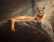 Laying Cougar, Oil on Panel, 11x14, 2010.