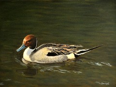 Pintail Drake, Oils, 9x12, 2010