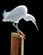 Interlude - Snowy Egret, Oil on Panel, 11x14, 2010.